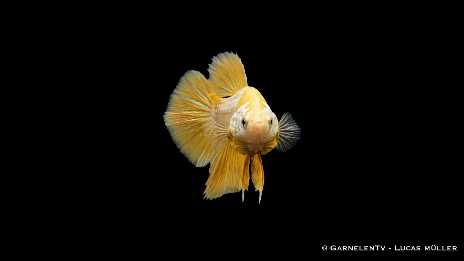 Garnelen TV Yellow Dragon Plakat kampfisk hona
