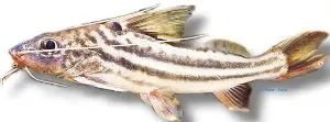 Näsets Ciklidhobby Pimelodus albofasciatus mal 10–12 cm