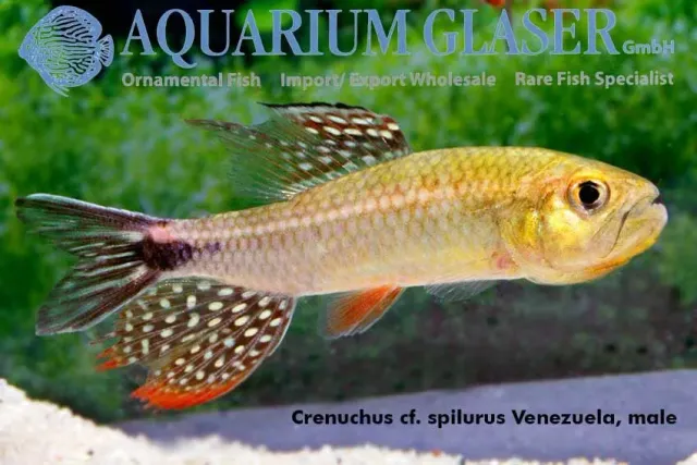 Crenicichla Peru Super Orange ciklid md-lg