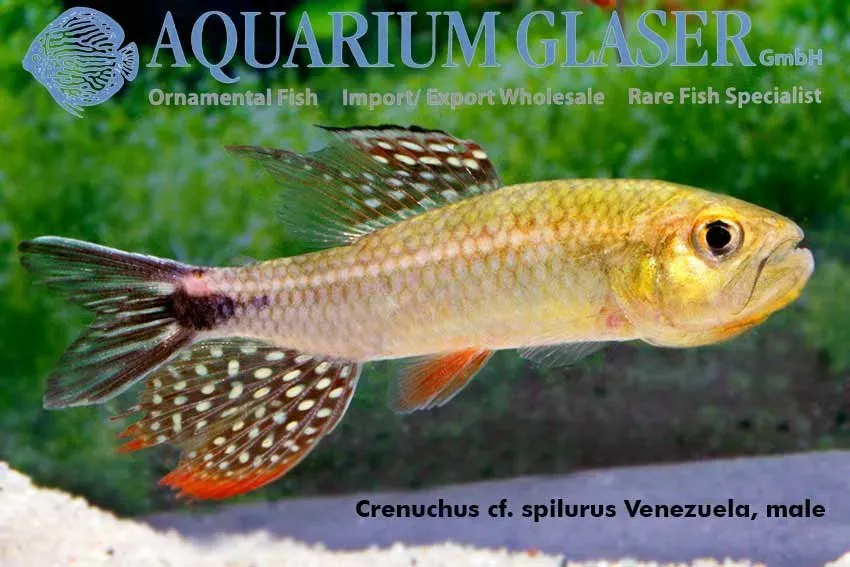 Crenicichla Peru Super Orange ciklid md-lg
