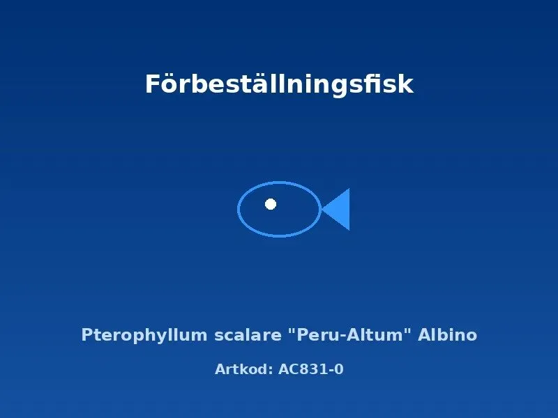 Näsets Ciklidhobby Peru-Altum albino skalar 2 cm Pterophyllum