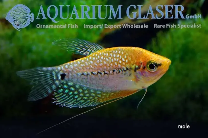 Näsets Ciklidhobby Mosaic gourami gurami 5–7 cm