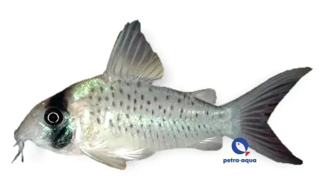 Corydoras cf sychri C53 pansarmal 4–4,5 cm bottenfisk