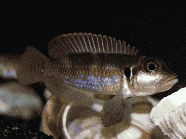 Näsets Ciklidhobby Ocellatus Blue ciklid snäcklekare