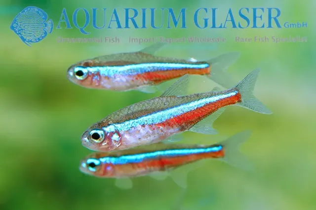Näsets Ciklidhobby Green Neon tetrafisk md–lg grönblå