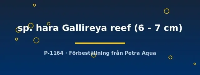 Näsets Cynotilapia hara Gallireya reef ciklid 6–7 cm