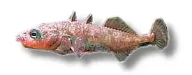 Näsets Ciklidhobby Storspigg akvariefisk 2–3 cm kallvatten