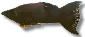 Näsets Ciklidhobby Lyra Molly Black akvariefisk 3,5–5 cm svart