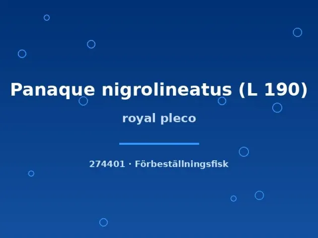 Näsets Ciklidhobby Royal Pleco L190 mal 3–5 cm träätare