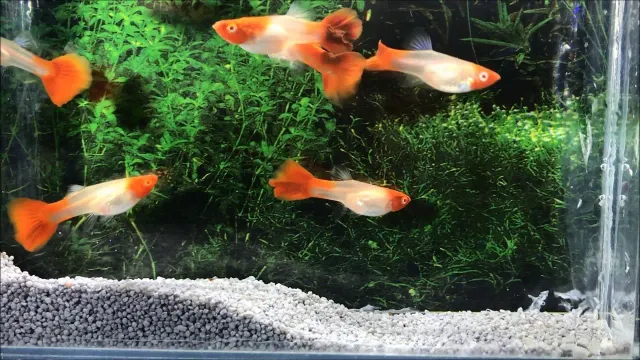 Näsets Ciklidhobby Poecilia reticulata Koi Kohaku guppy