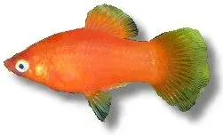 Platy röd Xiphophorus maculatus akvariefisk 3–4 cm