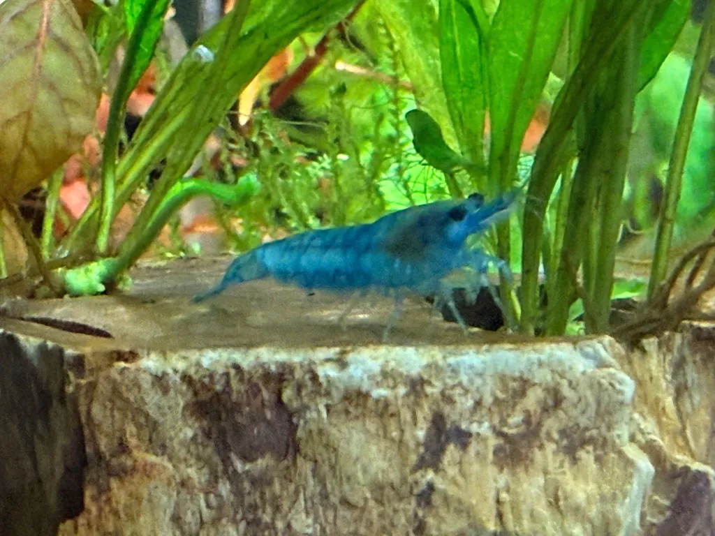 Garnelen TV Blue Jelly räkor Neocaridina davidi pastellblå