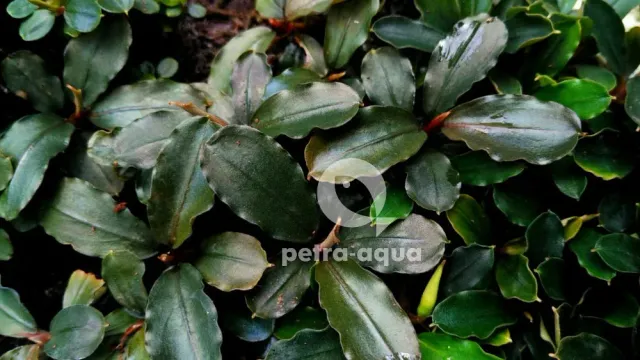 Näsets Ciklidhobby Bucephalandra Metallic Blue växt Easy8