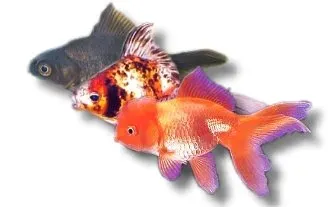 Näsets Ciklidhobby Carassius auratus guldfisk 8–9 cm mix långfenad