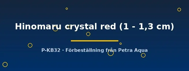 Näsets Ciklidhobby Caridina Hinomaru crystal red räka 1cm