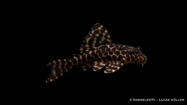 Garnelen TV L165 sugmal Glyptoperichthys gibbiceps 40-50 cm