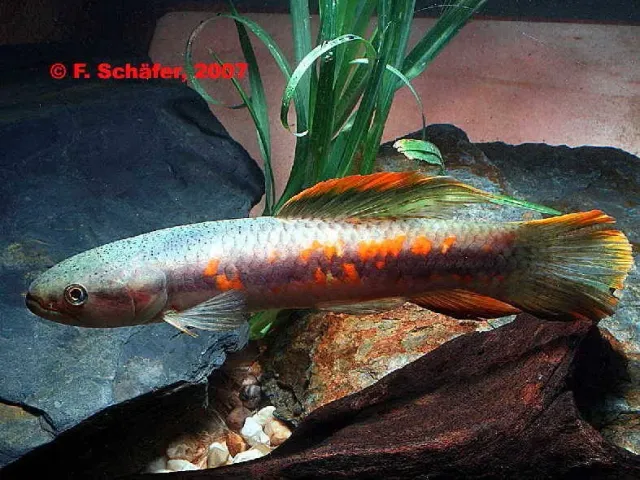 Näsets Ciklidhobby Erythrinus erythrinus akvariefisk 6–9 cm