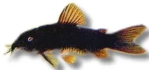 Näsets Ciklidhobby Corydoras black venezuela mal 2,5–3cm
