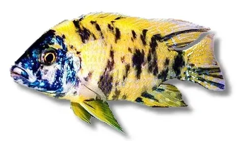 Näsets Ciklidhobby Aulonocara sp. calico malawiciklid 6–7 cm