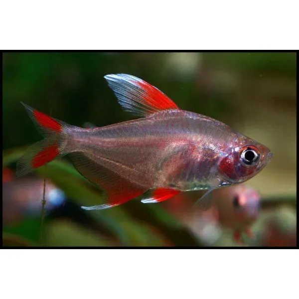 Näsets Ciklidhobby Hyphessobrycon White Fin tetra XL