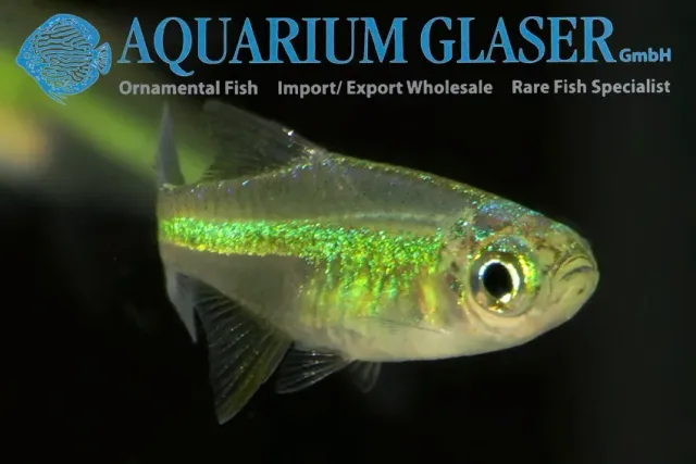 Näsets Ciklidhobby Microrasbora kubotai neon green rasbora mlg