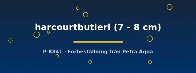 Näsets Ciklidhobby Harcourtbutleri ormhuvud 7–8 cm