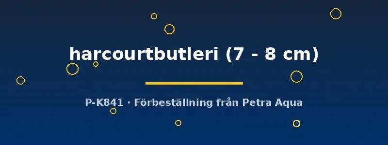 Näsets Ciklidhobby Harcourtbutleri ormhuvud 7–8 cm