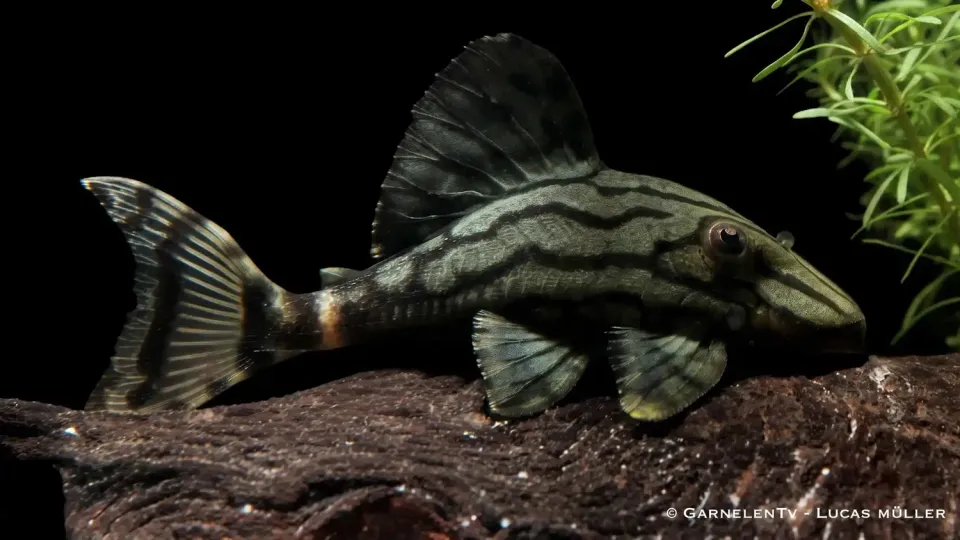 Garnelen TV L 191 Royal Plecostomus mal 30-40 cm