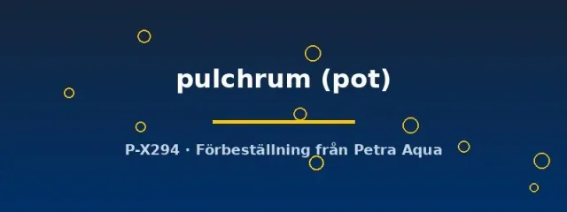 Näsets Ciklidhobby Epipremnum pulchrum akvarieväxt pot tålig