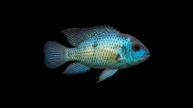 Garnelen TV Andinoacara pulcher NEON-BLUE ciklid neonblå