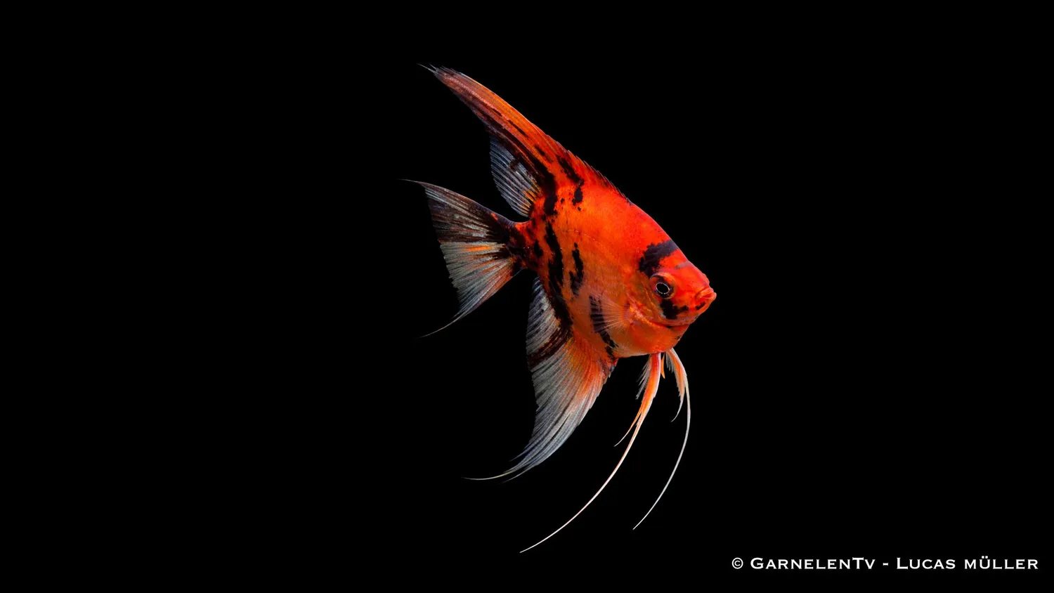 Garnelen TV Red Devil skalar Pterophyllum scalare