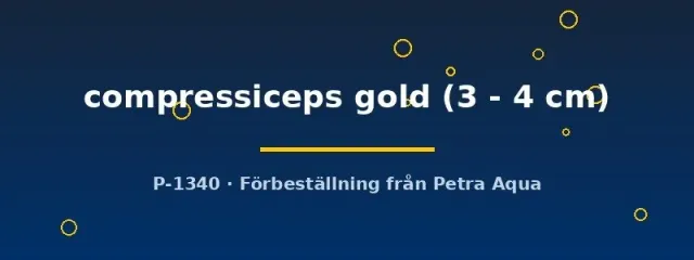 Näsets Altolamprologus Gold akvariefisk 3–4 cm ciklid