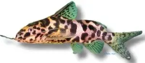 Synodontis schoutedeni vimpelmal bottenfisk 4,5-5 cm fläckig
