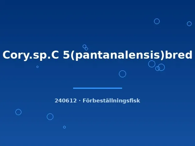 Näsets Ciklidhobby pantanalensis pansarmal md bottenfisk