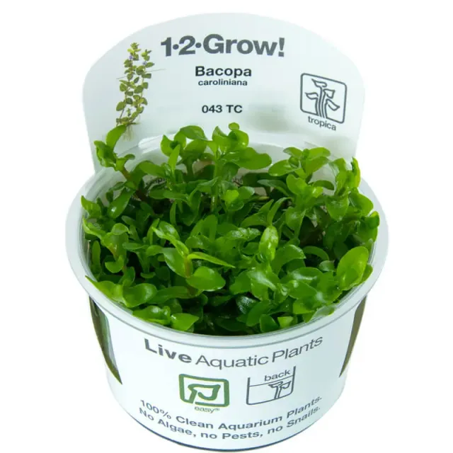 Akvarievalvet Bacopa caroliniana akvarieväxt kruka bakgrund