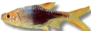 Näsets Harlequin Black rasbora 3 cm heteromorpha