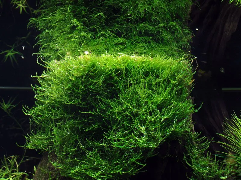 Akvarievalvet Taxiphyllum barbieri akvariemossa