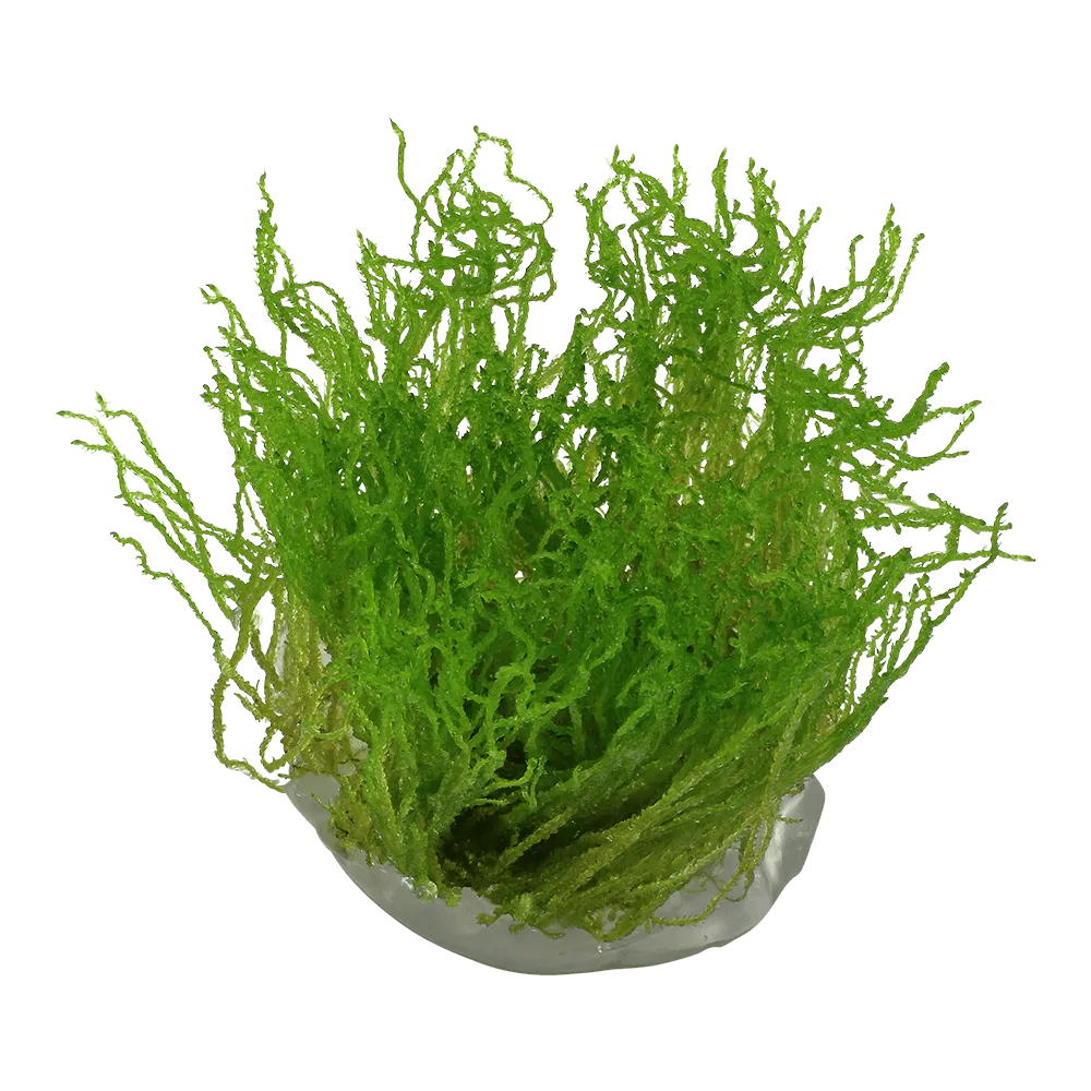 Akvarievalvet Taxiphyllum Flame akvariemossa