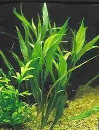 Näsets Ciklidhobby Hygrophila angustifolia akvarieväxt kruka