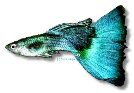 Näsets Ciklidhobby Poecilia reticulata blue moscow guppy 3–4 cm
