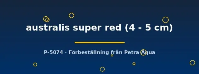 Näsets Ciklidhobby Super Red 4-5 cm regnbågsfisk australis