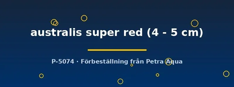 Näsets Ciklidhobby Super Red 4-5 cm regnbågsfisk australis