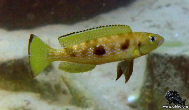 Näsets Ciklidhobby Lepidiolamprologus Attenuatus ciklid 5–6 cm