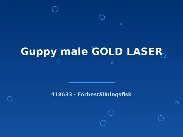 Näsets Ciklidhobby Guppy Gold Laser hane lg gul