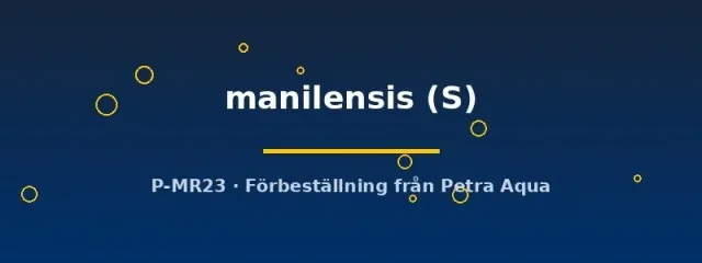 Näsets Ciklidhobby Arothron manilensis blåsfisk S randig