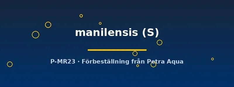 Näsets Ciklidhobby Arothron manilensis blåsfisk S randig