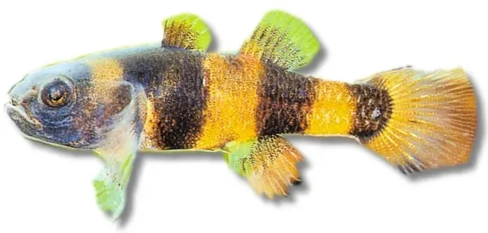 Näsets Ciklidhobby Brachygobius xanthozona goby 2,5–3 cm
