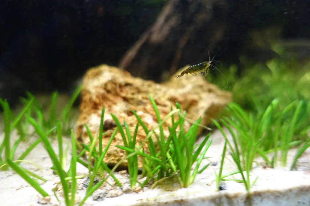 Garnelen TV Green Jade Neocaridina akvarieräka grön