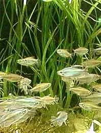Näsets Echinodorus angustifolius akvarieväxt kruka
