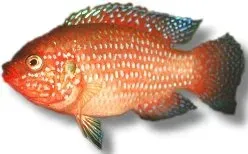 Näsets Ciklidhobby Hemichromis lifalili ciklid 4–5 cm
